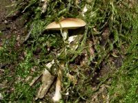 Waldfreund-Rübling