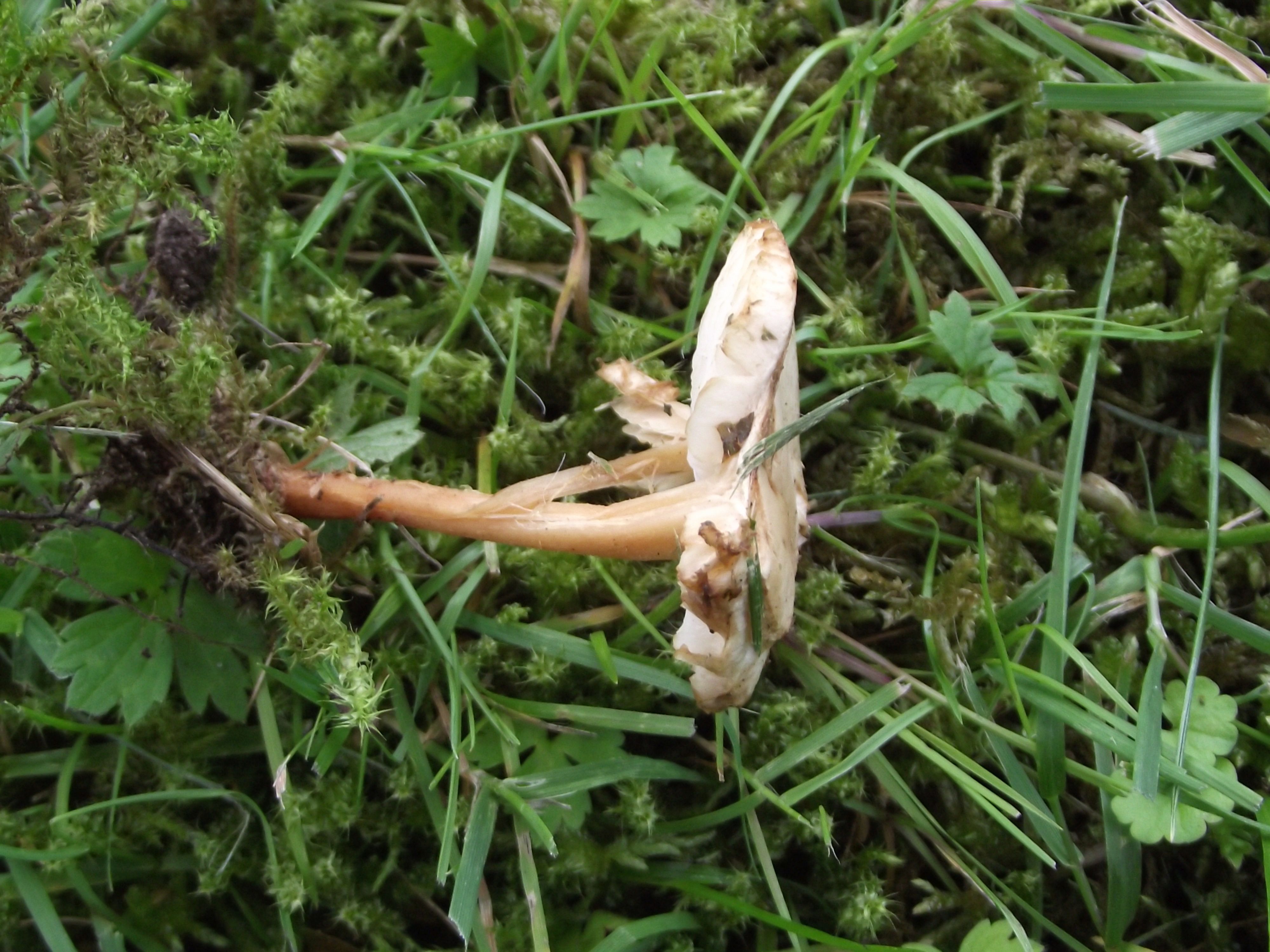 Waldfreund-Rübling