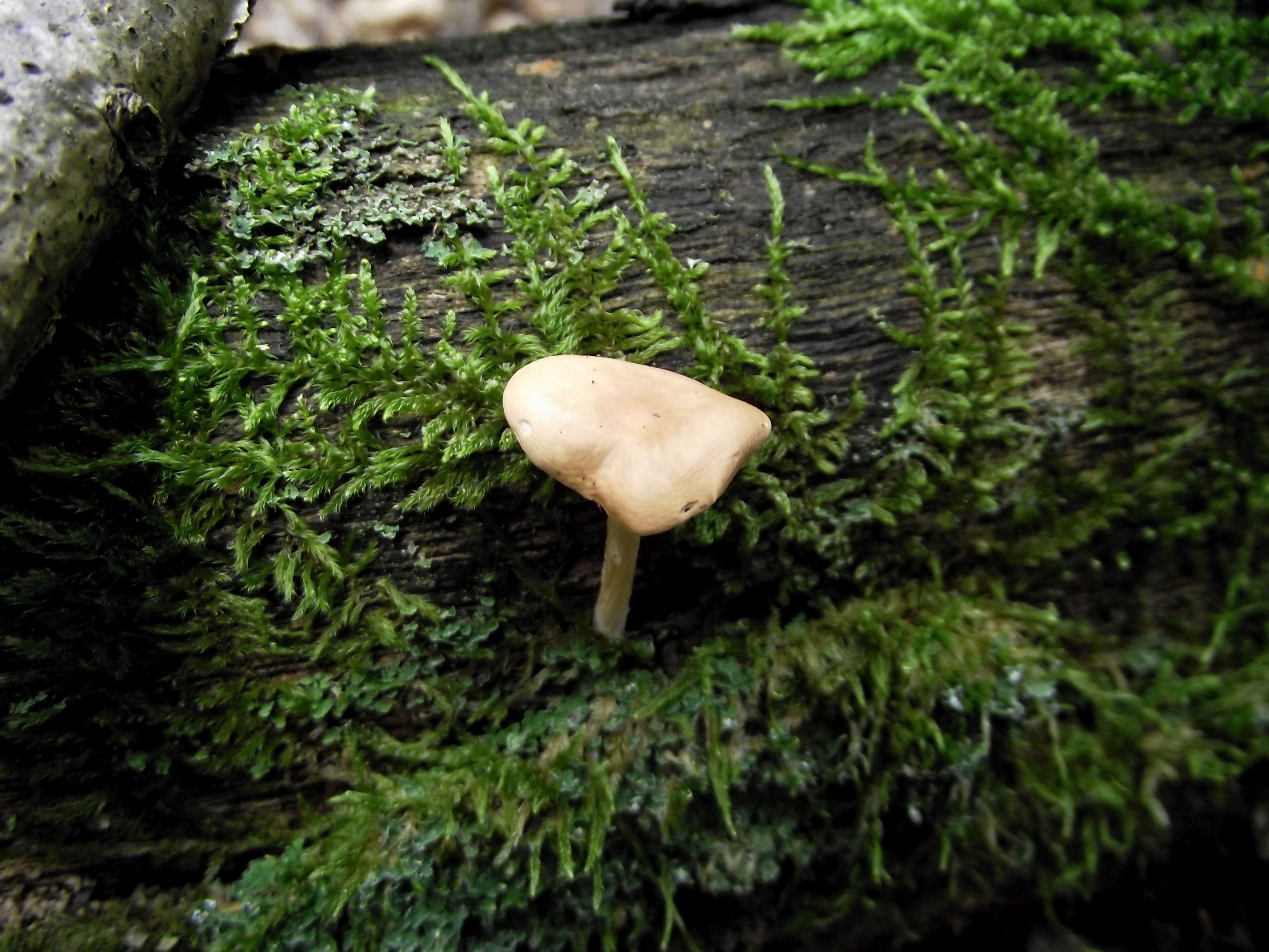 Waldfreund-Rübling