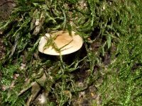 Waldfreund-Rübling
