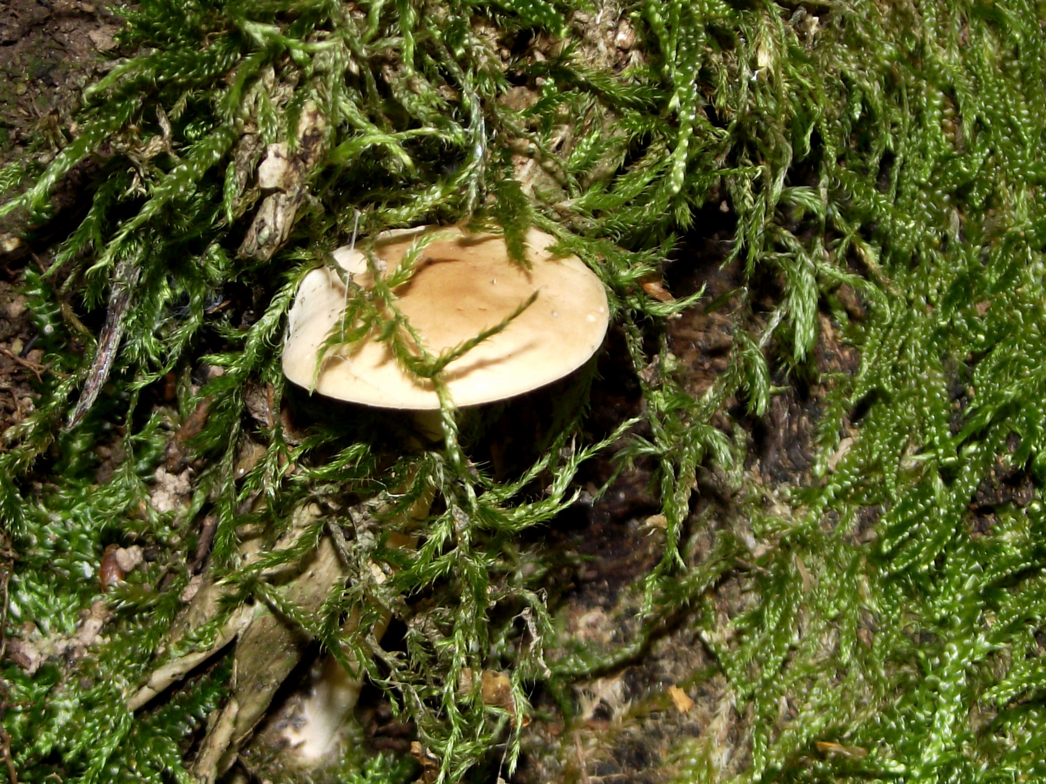 Waldfreund-Rübling