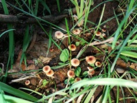 Wiesen-Haarschwindling
