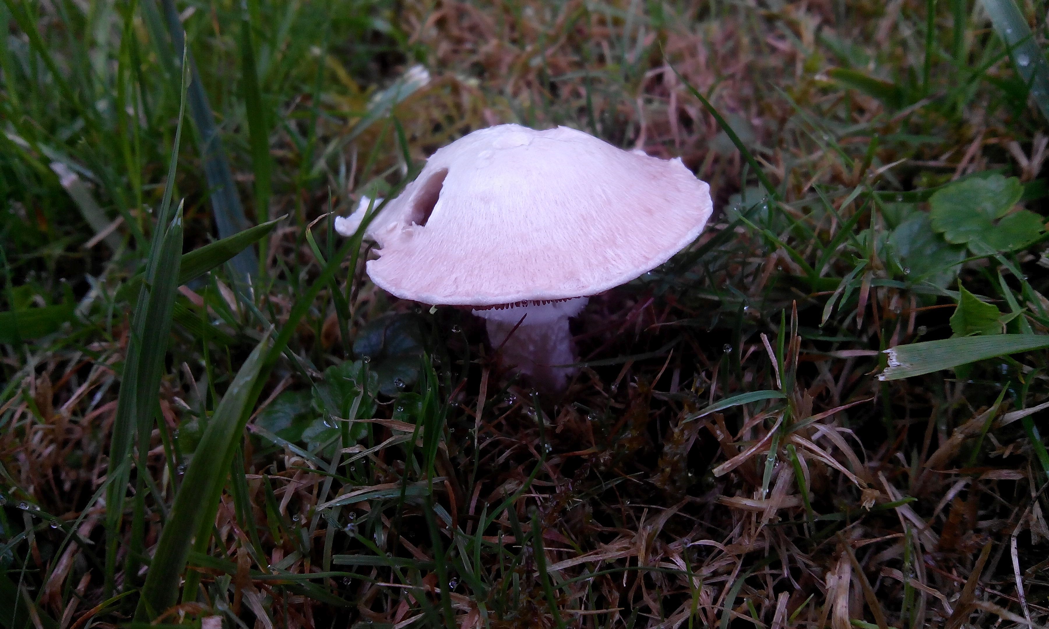 Wiesenchampignon