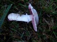 Wiesenchampignon