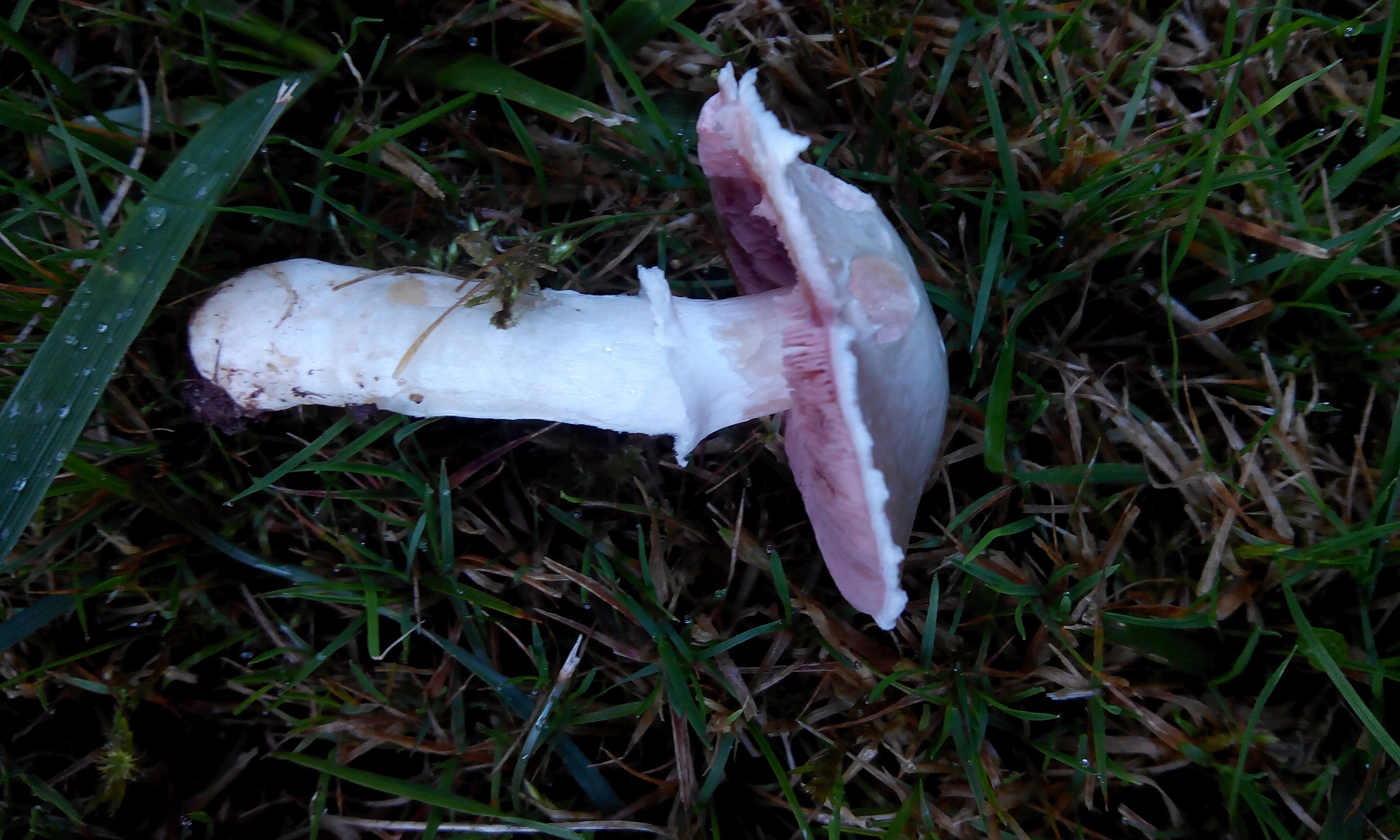 Wiesenchampignon