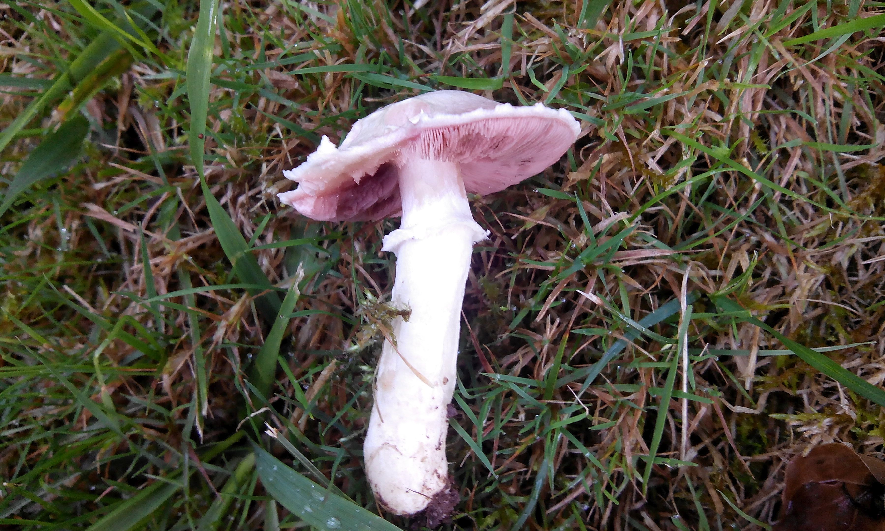 Wiesenchampignon