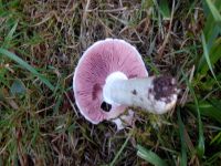 Wiesenchampignon