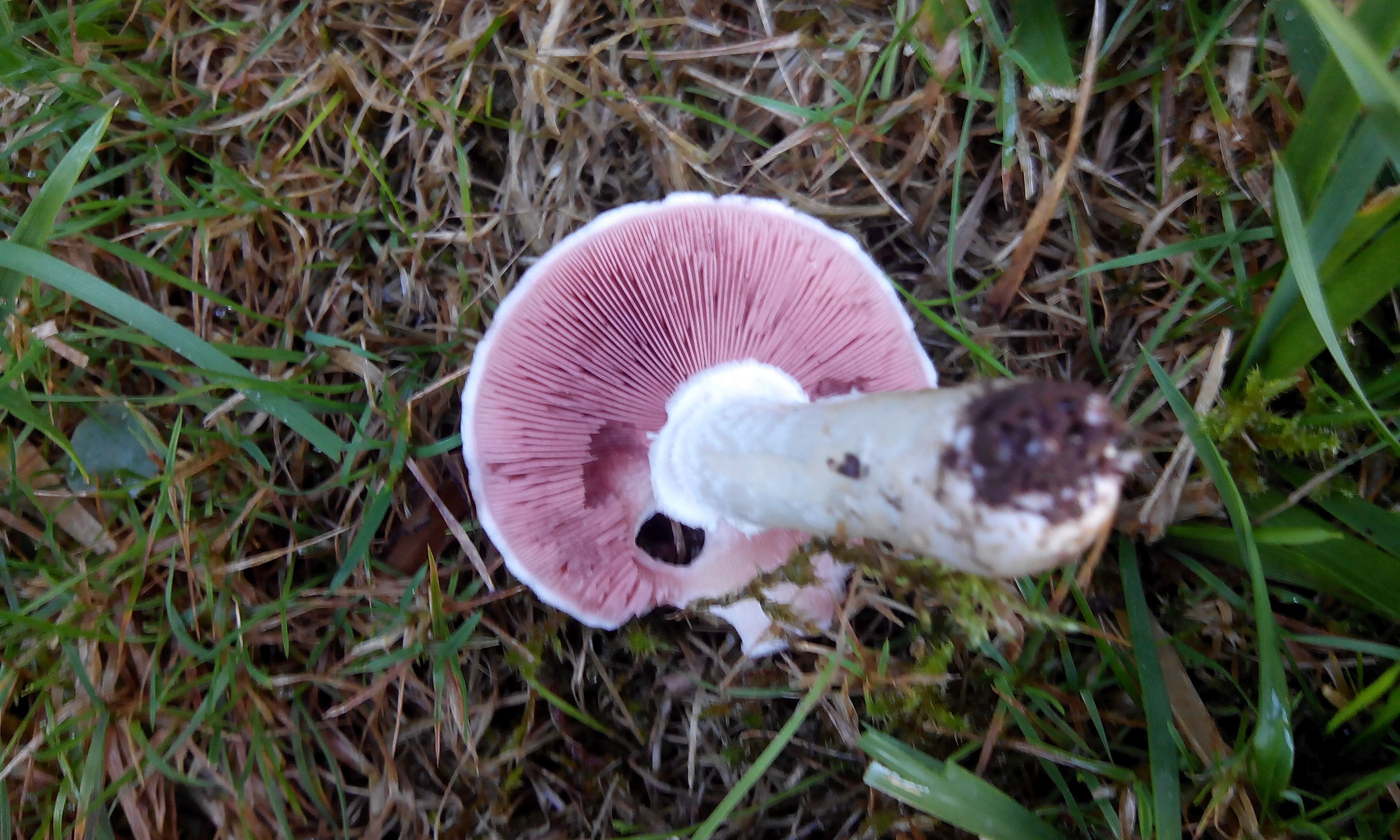 Wiesenchampignon