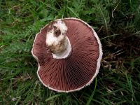 Wiesenchampignon