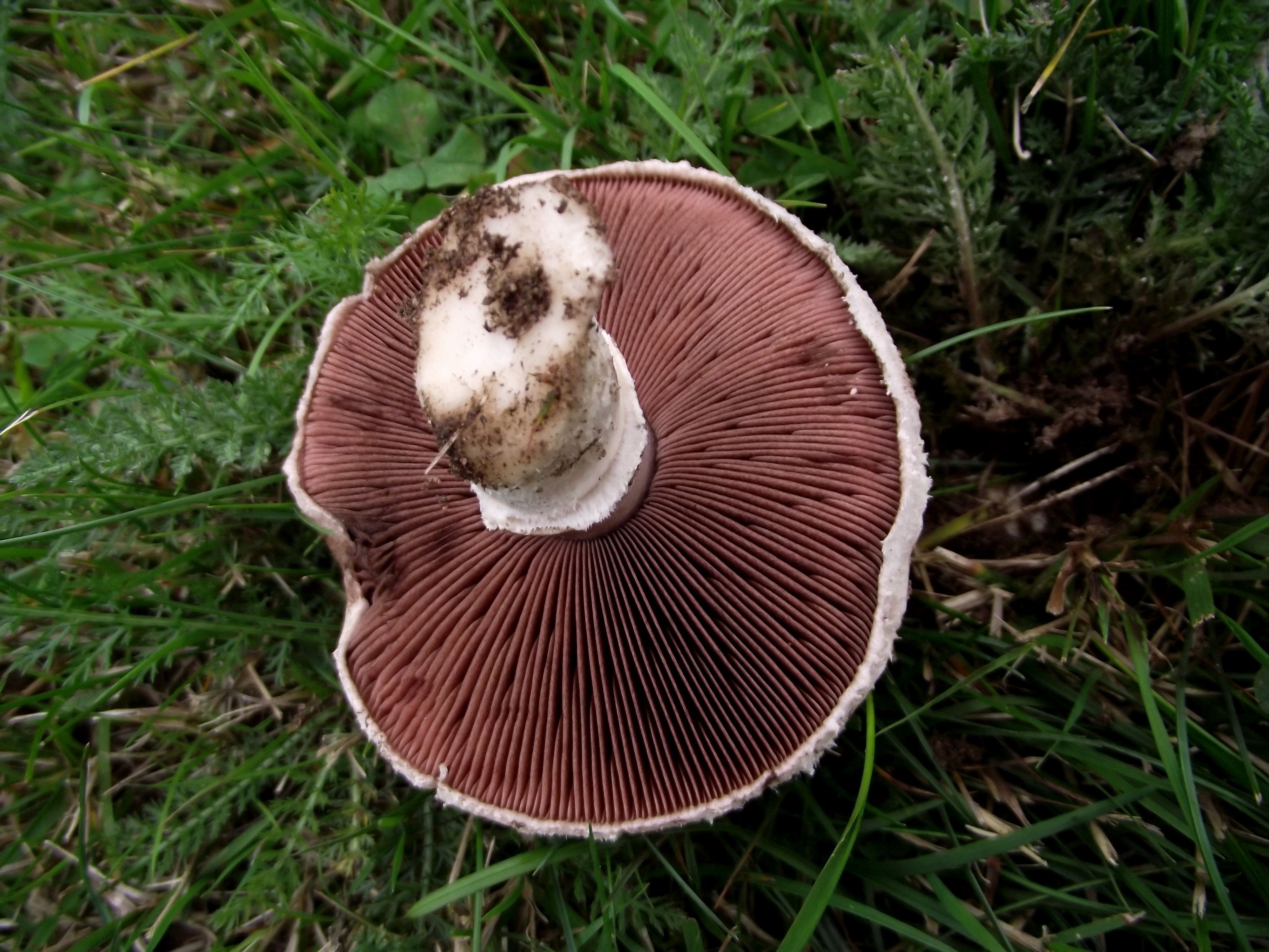 Wiesenchampignon
