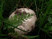Wiesenchampignon