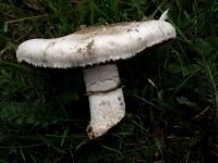 Wiesenchampignon
