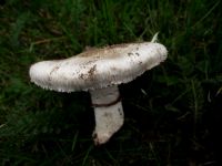 Wiesenchampignon