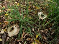 Wiesenchampignon
