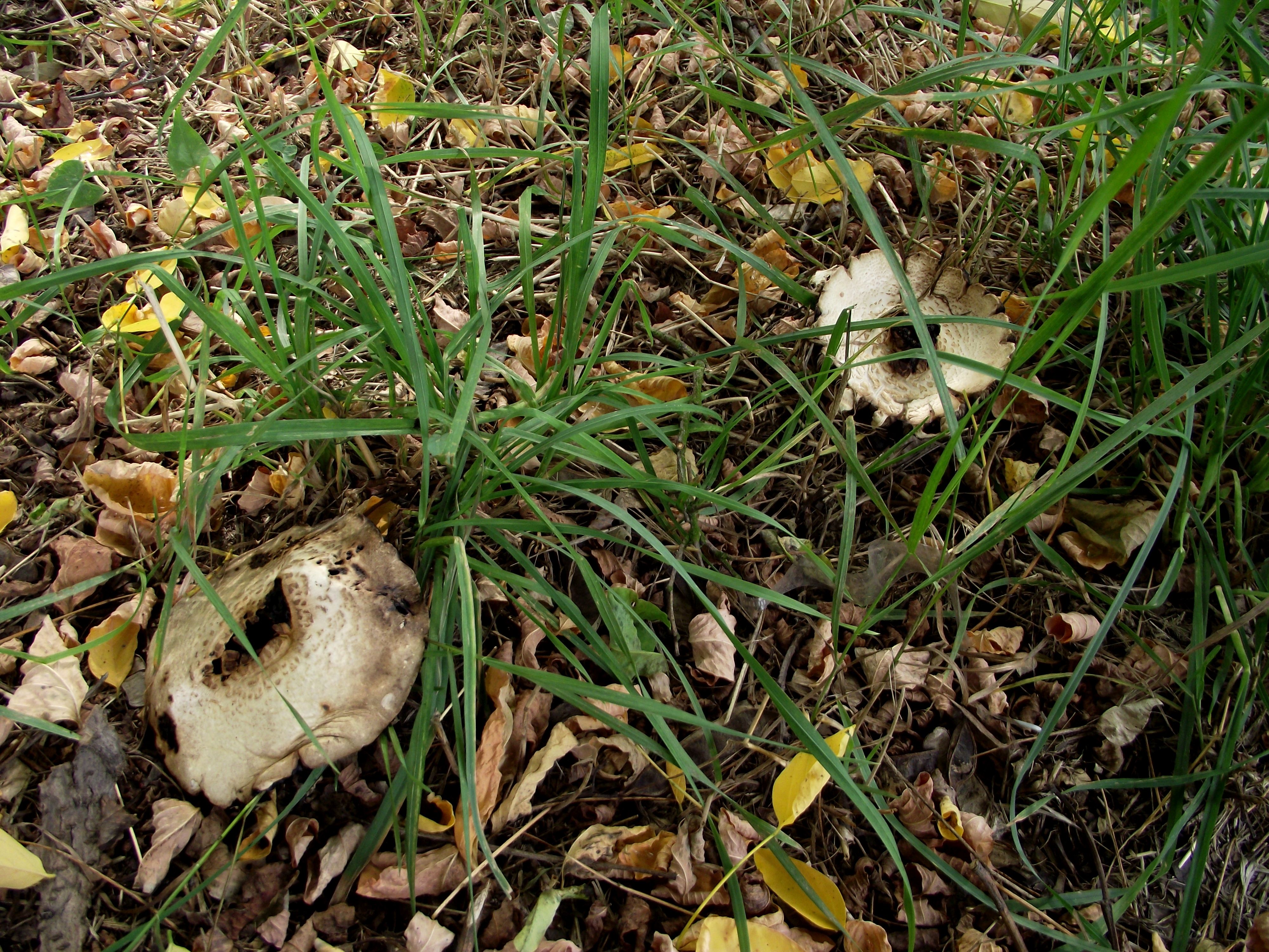 Wiesenchampignon