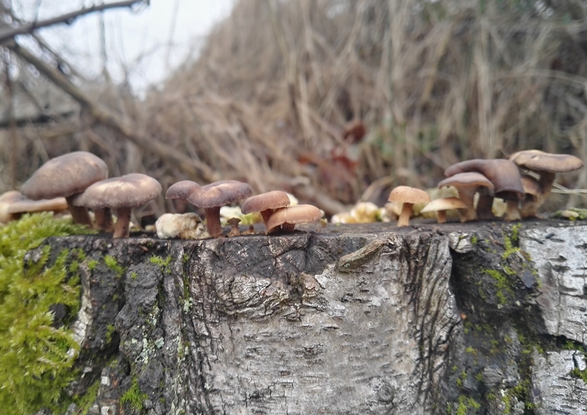 Winter-Stielporling - Frontalanblick auf einen Baumstumpf mit Winter-Stielporlingen. Dieser Porling zeigt sich in bräunlichen Farbtönen. Das gleich mehrere Exemplare auf einem Stumpf oder Stamm wachsen ist nicht ungewöhnlich. 