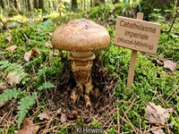 Wurzel-M&ouml;hrling