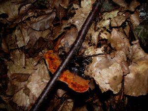 Pilz Vorschaubild