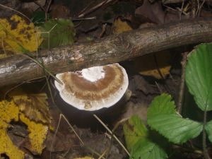 Pilz Vorschaubild