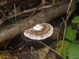 Pilz Vorschaubild