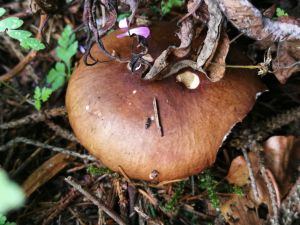 Pilz Vorschaubild