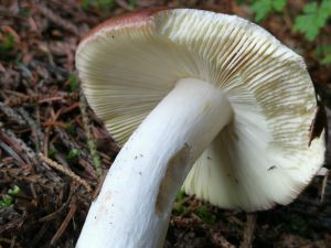 Pilz Vorschaubild