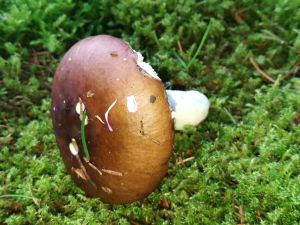 Pilz Vorschaubild