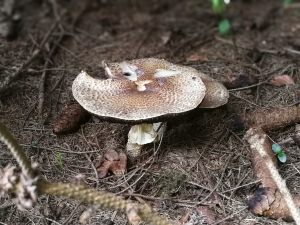 Pilz Vorschaubild