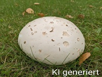 Riesenbovist